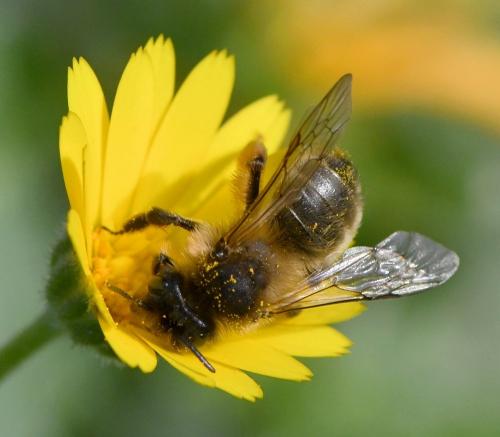 Réf. 246 760 : Andrena nigroaenea